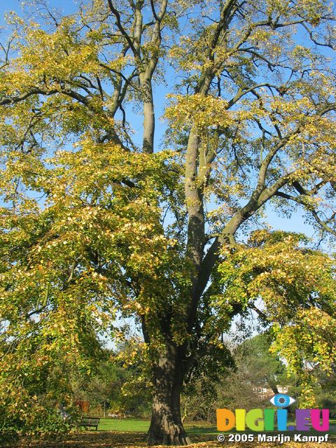 15431 Tree and autumn leaves